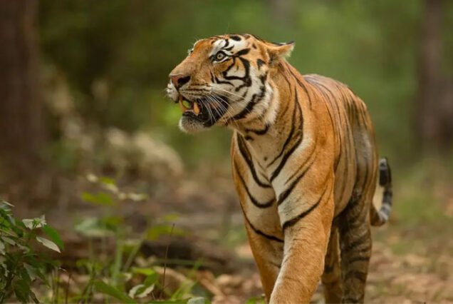ranthambore